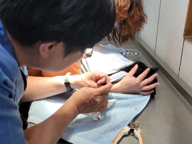 SUISA評價,SUISA寵物醫藥箱評價,SUISA寵物醫藥箱好用嗎,寵物需要醫藥箱嗎,毛孩專屬急救箱推薦,毛孩必備醫藥箱推薦,寵物居家醫藥箱分享,寵物外出醫藥箱分享,輕便寵物醫藥箱推薦,寵物受傷急救分享,寵物傷口照護分享,質感寵物醫藥箱分享,SUISA蘇依沙,寵物醫藥箱是什麼,寵物醫藥箱哪裡買ptt,寵物急救箱,寵物急救箱哪裡買ptt,貓咪必備用品,貓咪用品推薦dcard,養貓注意事項dcard,貓咪斷甲,貓咪指甲斷掉dcard,貓咪斷指甲,貓咪指甲流血dcard,貓咪指甲斷掉會自己好嗎,貓咪指甲斷掉流血