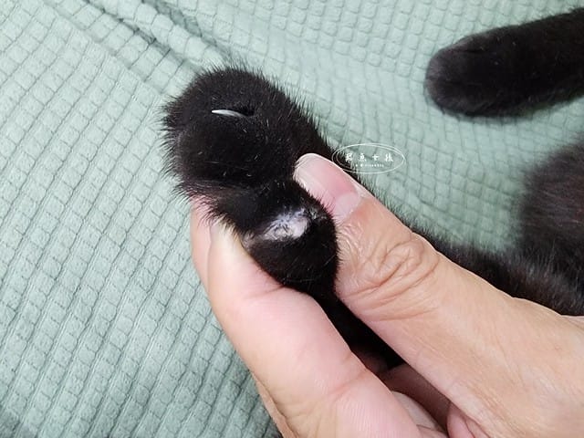 SUISA評價,SUISA寵物醫藥箱評價,SUISA寵物醫藥箱好用嗎,寵物需要醫藥箱嗎,毛孩專屬急救箱推薦,毛孩必備醫藥箱推薦,寵物居家醫藥箱分享,寵物外出醫藥箱分享,輕便寵物醫藥箱推薦,寵物受傷急救分享,寵物傷口照護分享,質感寵物醫藥箱分享,SUISA蘇依沙,寵物醫藥箱是什麼,寵物醫藥箱哪裡買ptt,寵物急救箱,寵物急救箱哪裡買ptt,貓咪必備用品,貓咪用品推薦dcard,養貓注意事項dcard,貓咪斷甲,貓咪指甲斷掉dcard,貓咪斷指甲,貓咪指甲流血dcard,貓咪指甲斷掉會自己好嗎,貓咪指甲斷掉流血