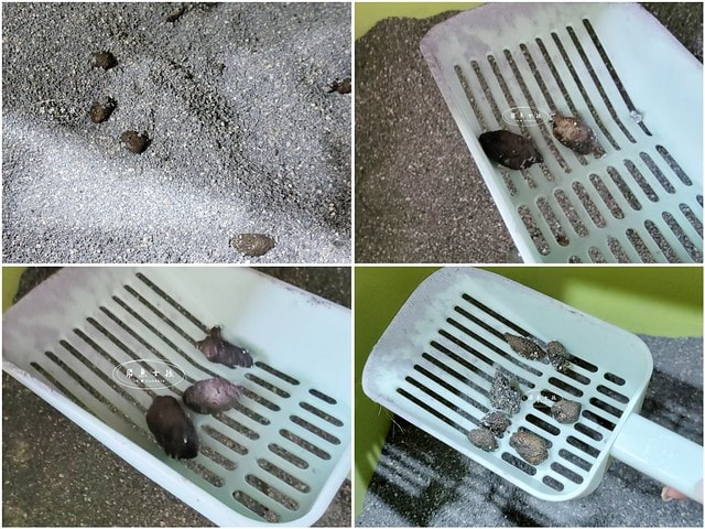 可蒂毛毛評價,美膚排毛粉3護型排毛營養品評價,貓咪排毛粉推薦,貓咪化毛粉開箱,貓咪益生菌心得,貓化毛好物推薦,排毛皮膚保健品開箱,貓皮毛保健品分享,貓咪排毛營養品開箱,貓咪保健品牌分享,排毛粉怎麼吃,貓咪排毛粉dcard,貓咪排毛粉ptt,貓咪 一定要 吃排毛粉 嗎 Dcard,貓咪化毛粉推薦,排毛粉推薦dcard,排毛粉推薦ptt,化毛膏推薦ptt,可蒂毛毛好嗎,可蒂毛毛推薦, 可蒂毛毛美膚排毛粉3護型排毛營養品