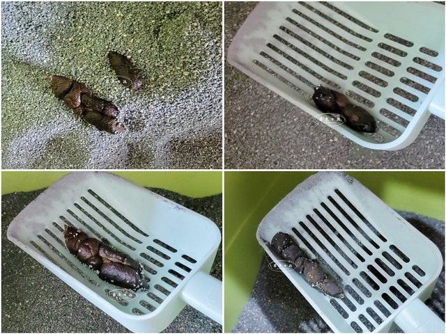 可蒂毛毛評價,美膚排毛粉3護型排毛營養品評價,貓咪排毛粉推薦,貓咪化毛粉開箱,貓咪益生菌心得,貓化毛好物推薦,排毛皮膚保健品開箱,貓皮毛保健品分享,貓咪排毛營養品開箱,貓咪保健品牌分享,排毛粉怎麼吃,貓咪排毛粉dcard,貓咪排毛粉ptt,貓咪 一定要 吃排毛粉 嗎 Dcard,貓咪化毛粉推薦,排毛粉推薦dcard,排毛粉推薦ptt,化毛膏推薦ptt,可蒂毛毛好嗎,可蒂毛毛推薦, 可蒂毛毛美膚排毛粉3護型排毛營養品