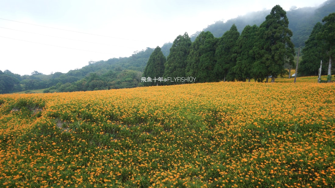 花蓮景點,花蓮玉里,花蓮金針山,花蓮金針花季(與一億朵金針花海相遇在花蓮赤科山‧六十石山),玉里景點,玉里金針花,玉里赤柯山,赤柯山,玉里推薦美食,玉里景點推薦,玉里金針石龜,赤柯山步道,赤柯山石龜,飛魚女孩,玉里金針花況回報,赤柯山六十石山比較,赤柯山六十石山ptt,赤柯山2024,赤柯山一日遊,赤柯山交通管制2024,赤柯山景點,赤柯山在哪裡,赤柯山住宿,赤柯山交通管制,赤科山即時影像,赤科山路況,赤科山2024