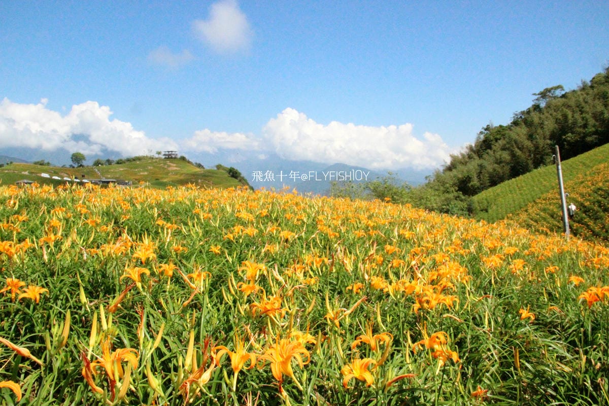 花蓮景點,金針花季,富里景點,玉里景點,花蓮金針花,花東縱谷景點,花東縱谷國家風景區,花東公路景點,台灣小瑞士,富里金針山,60石山,花蓮富里美食,花蓮富里景點,富里景點美食,富里花海景觀區,富里一日遊,六十石山,富里花海,富里金針花,富里交通,玉里金針花,赤柯山金針,玉里赤柯山,花蓮赤柯山,花蓮金針花季,赤柯山怎麼去,60石山怎麼去,六十石山怎麼去