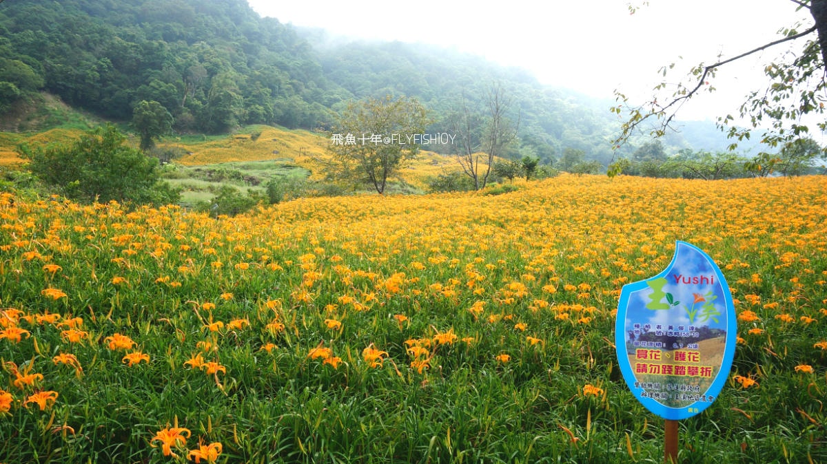 花蓮景點,花蓮玉里,花蓮金針山,花蓮金針花季(與一億朵金針花海相遇在花蓮赤科山‧六十石山),玉里景點,玉里金針花,玉里赤柯山,赤柯山,玉里推薦美食,玉里景點推薦,玉里金針石龜,赤柯山步道,赤柯山石龜,飛魚女孩,玉里金針花況回報,赤柯山六十石山比較,赤柯山六十石山ptt,赤柯山2024,赤柯山一日遊,赤柯山交通管制2024,赤柯山景點,赤柯山在哪裡,赤柯山住宿,赤柯山交通管制,赤科山即時影像,赤科山路況,赤科山2024