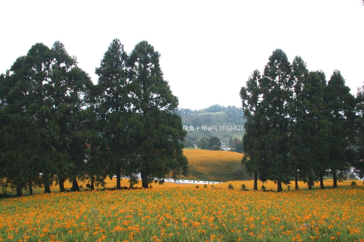 花蓮景點,花蓮玉里,花蓮金針山,花蓮金針花季(與一億朵金針花海相遇在花蓮赤科山‧六十石山),玉里景點,玉里金針花,玉里赤柯山,赤柯山,玉里推薦美食,玉里景點推薦,玉里金針石龜,赤柯山步道,赤柯山石龜,飛魚女孩,玉里金針花況回報,赤柯山六十石山比較,赤柯山六十石山ptt,赤柯山2024,赤柯山一日遊,赤柯山交通管制2024,赤柯山景點,赤柯山在哪裡,赤柯山住宿,赤柯山交通管制,赤科山即時影像,赤科山路況,赤科山2024