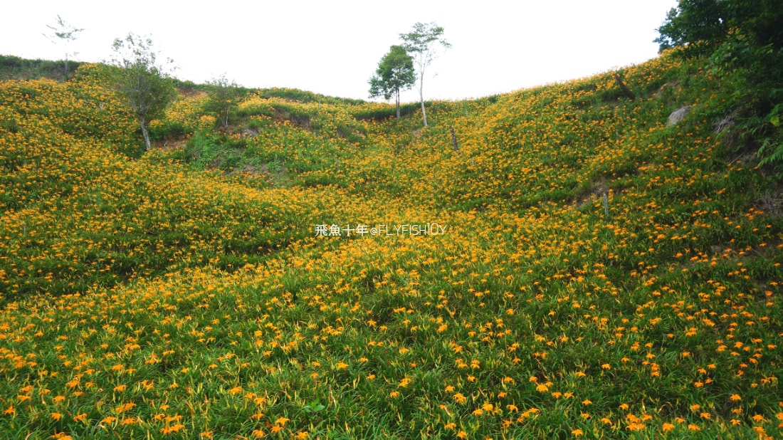花蓮景點,花蓮玉里,花蓮金針山,花蓮金針花季(與一億朵金針花海相遇在花蓮赤科山‧六十石山),玉里景點,玉里金針花,玉里赤柯山,赤柯山,玉里推薦美食,玉里景點推薦,玉里金針石龜,赤柯山步道,赤柯山石龜,飛魚女孩,玉里金針花況回報,赤柯山六十石山比較,赤柯山六十石山ptt,赤柯山2024,赤柯山一日遊,赤柯山交通管制2024,赤柯山景點,赤柯山在哪裡,赤柯山住宿,赤柯山交通管制,赤科山即時影像,赤科山路況,赤科山2024