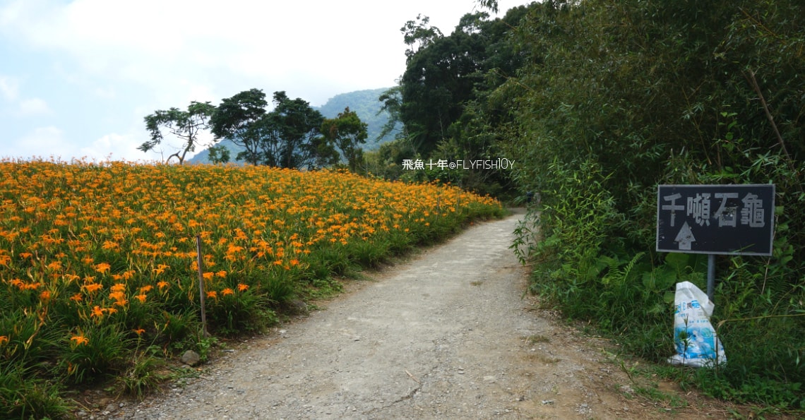 花蓮景點,花蓮玉里,花蓮金針山,花蓮金針花季(與一億朵金針花海相遇在花蓮赤科山‧六十石山),玉里景點,玉里金針花,玉里赤柯山,赤柯山,玉里推薦美食,玉里景點推薦,玉里金針石龜,赤柯山步道,赤柯山石龜,飛魚女孩,玉里金針花況回報,赤柯山六十石山比較,赤柯山六十石山ptt,赤柯山2024,赤柯山一日遊,赤柯山交通管制2024,赤柯山景點,赤柯山在哪裡,赤柯山住宿,赤柯山交通管制,赤科山即時影像,赤科山路況,赤科山2024