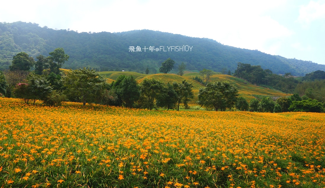 花蓮景點,花蓮玉里,花蓮金針山,花蓮金針花季(與一億朵金針花海相遇在花蓮赤科山‧六十石山),玉里景點,玉里金針花,玉里赤柯山,赤柯山,玉里推薦美食,玉里景點推薦,玉里金針石龜,赤柯山步道,赤柯山石龜,飛魚女孩,玉里金針花況回報,赤柯山六十石山比較,赤柯山六十石山ptt,赤柯山2024,赤柯山一日遊,赤柯山交通管制2024,赤柯山景點,赤柯山在哪裡,赤柯山住宿,赤柯山交通管制,赤科山即時影像,赤科山路況,赤科山2024
