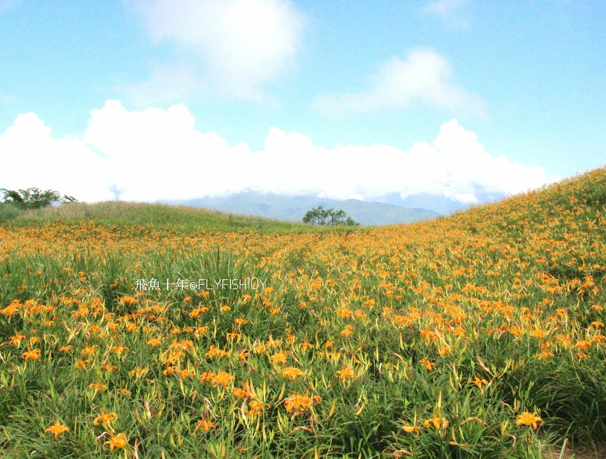 花蓮景點,金針花季,富里景點,玉里景點,花蓮金針花,花東縱谷景點,花東縱谷國家風景區,花東公路景點,台灣小瑞士,富里金針山,60石山,花蓮富里美食,花蓮富里景點,富里景點美食,富里花海景觀區,富里一日遊,六十石山,富里花海,富里金針花,富里交通,玉里金針花,赤柯山金針,玉里赤柯山,花蓮赤柯山,花蓮金針花季,赤柯山怎麼去,60石山怎麼去,六十石山怎麼去