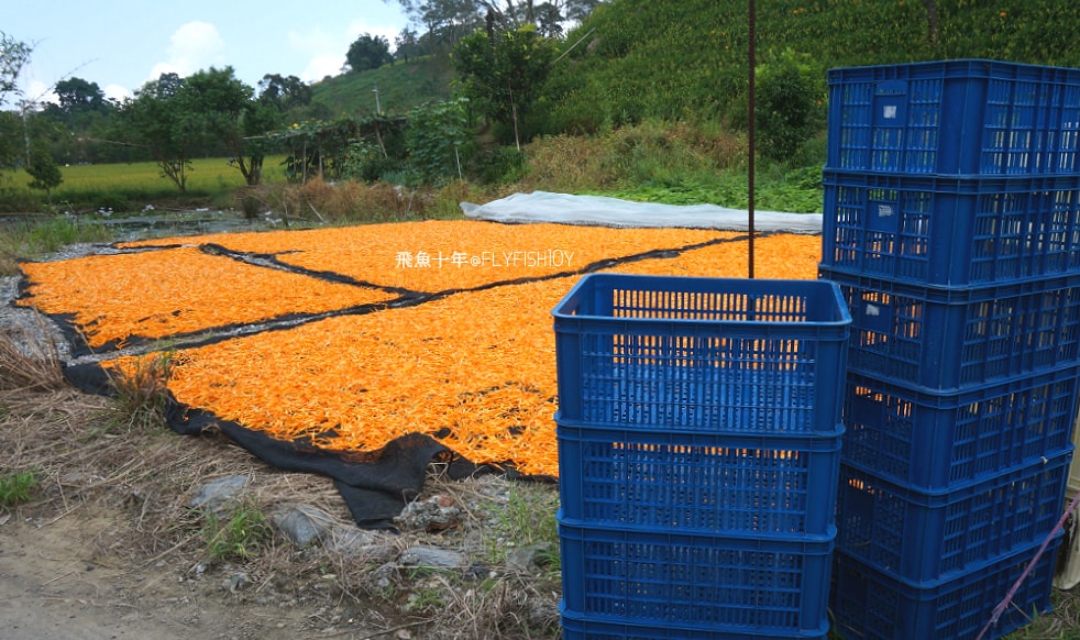 花蓮景點,花蓮玉里,花蓮金針山,花蓮金針花季(與一億朵金針花海相遇在花蓮赤科山‧六十石山),玉里景點,玉里金針花,玉里赤柯山,赤柯山,玉里推薦美食,玉里景點推薦,玉里金針石龜,赤柯山步道,赤柯山石龜,飛魚女孩,玉里金針花況回報,赤柯山六十石山比較,赤柯山六十石山ptt,赤柯山2024,赤柯山一日遊,赤柯山交通管制2024,赤柯山景點,赤柯山在哪裡,赤柯山住宿,赤柯山交通管制,赤科山即時影像,赤科山路況,赤科山2024
