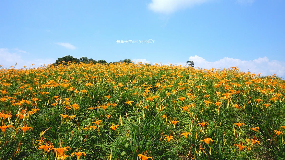 花蓮景點,花蓮玉里,花蓮金針山,花蓮金針花季(與一億朵金針花海相遇在花蓮赤科山‧六十石山),玉里景點,玉里金針花,玉里赤柯山,赤柯山,玉里推薦美食,玉里景點推薦,玉里金針石龜,赤柯山步道,赤柯山石龜,飛魚女孩,玉里金針花況回報,赤柯山六十石山比較,赤柯山六十石山ptt,赤柯山2024,赤柯山一日遊,赤柯山交通管制2024,赤柯山景點,赤柯山在哪裡,赤柯山住宿,赤柯山交通管制,赤科山即時影像,赤科山路況,赤科山2024