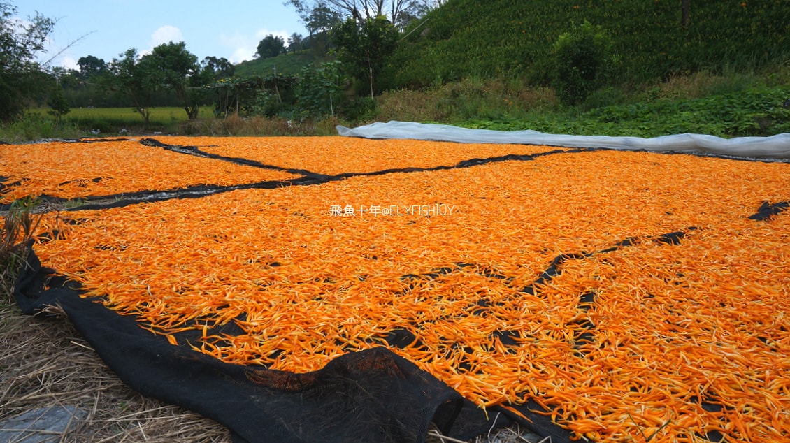 花蓮景點,花蓮玉里,花蓮金針山,花蓮金針花季(與一億朵金針花海相遇在花蓮赤科山‧六十石山),玉里景點,玉里金針花,玉里赤柯山,赤柯山,玉里推薦美食,玉里景點推薦,玉里金針石龜,赤柯山步道,赤柯山石龜,飛魚女孩,玉里金針花況回報,赤柯山六十石山比較,赤柯山六十石山ptt,赤柯山2024,赤柯山一日遊,赤柯山交通管制2024,赤柯山景點,赤柯山在哪裡,赤柯山住宿,赤柯山交通管制,赤科山即時影像,赤科山路況,赤科山2024