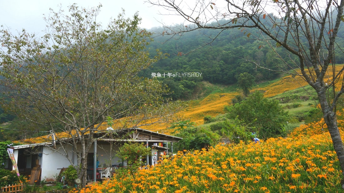 花蓮景點,花蓮玉里,花蓮金針山,花蓮金針花季(與一億朵金針花海相遇在花蓮赤科山‧六十石山),玉里景點,玉里金針花,玉里赤柯山,赤柯山,玉里推薦美食,玉里景點推薦,玉里金針石龜,赤柯山步道,赤柯山石龜,飛魚女孩,玉里金針花況回報,赤柯山六十石山比較,赤柯山六十石山ptt,赤柯山2024,赤柯山一日遊,赤柯山交通管制2024,赤柯山景點,赤柯山在哪裡,赤柯山住宿,赤柯山交通管制,赤科山即時影像,赤科山路況,赤科山2024