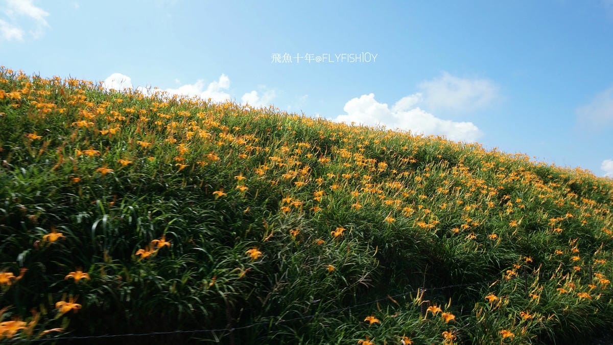 花蓮景點,金針花季,富里景點,玉里景點,花蓮金針花,花東縱谷景點,花東縱谷國家風景區,花東公路景點,台灣小瑞士,富里金針山,60石山,花蓮富里美食,花蓮富里景點,富里景點美食,富里花海景觀區,富里一日遊,六十石山,富里花海,富里金針花,富里交通,玉里金針花,赤柯山金針,玉里赤柯山,花蓮赤柯山,花蓮金針花季,赤柯山怎麼去,60石山怎麼去,六十石山怎麼去