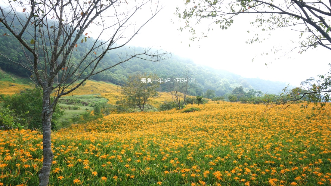 花蓮景點,花蓮玉里,花蓮金針山,花蓮金針花季(與一億朵金針花海相遇在花蓮赤科山‧六十石山),玉里景點,玉里金針花,玉里赤柯山,赤柯山,玉里推薦美食,玉里景點推薦,玉里金針石龜,赤柯山步道,赤柯山石龜,飛魚女孩,玉里金針花況回報,赤柯山六十石山比較,赤柯山六十石山ptt,赤柯山2024,赤柯山一日遊,赤柯山交通管制2024,赤柯山景點,赤柯山在哪裡,赤柯山住宿,赤柯山交通管制,赤科山即時影像,赤科山路況,赤科山2024