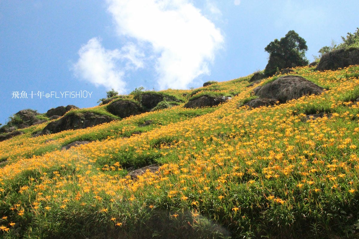 花蓮景點,金針花季,富里景點,玉里景點,花蓮金針花,花東縱谷景點,花東縱谷國家風景區,花東公路景點,台灣小瑞士,富里金針山,60石山,花蓮富里美食,花蓮富里景點,富里景點美食,富里花海景觀區,富里一日遊,六十石山,富里花海,富里金針花,富里交通,玉里金針花,赤柯山金針,玉里赤柯山,花蓮赤柯山,花蓮金針花季,赤柯山怎麼去,60石山怎麼去,六十石山怎麼去