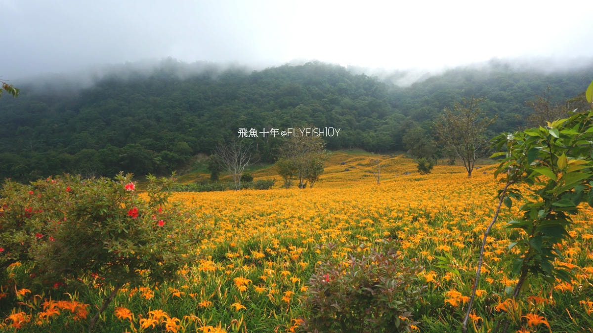 花蓮景點,花蓮玉里,花蓮金針山,花蓮金針花季(與一億朵金針花海相遇在花蓮赤科山‧六十石山),玉里景點,玉里金針花,玉里赤柯山,赤柯山,玉里推薦美食,玉里景點推薦,玉里金針石龜,赤柯山步道,赤柯山石龜,飛魚女孩,玉里金針花況回報,赤柯山六十石山比較,赤柯山六十石山ptt,赤柯山2024,赤柯山一日遊,赤柯山交通管制2024,赤柯山景點,赤柯山在哪裡,赤柯山住宿,赤柯山交通管制,赤科山即時影像,赤科山路況,赤科山2024