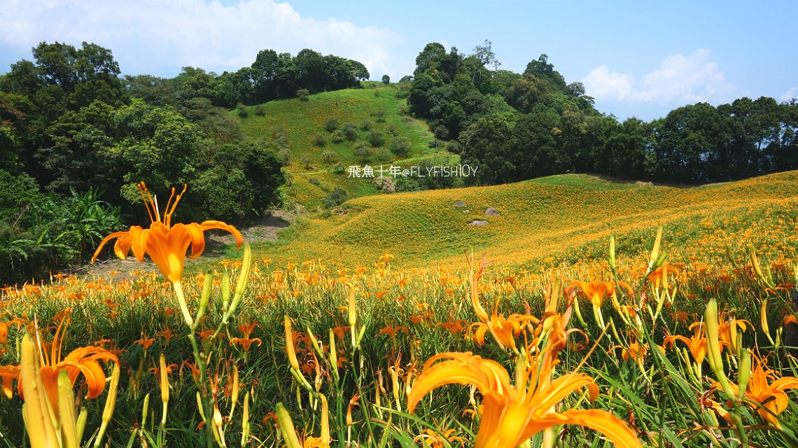 花蓮景點,花蓮玉里,花蓮金針山,花蓮金針花季(與一億朵金針花海相遇在花蓮赤科山‧六十石山),玉里景點,玉里金針花,玉里赤柯山,赤柯山,玉里推薦美食,玉里景點推薦,玉里金針石龜,赤柯山步道,赤柯山石龜,飛魚女孩,玉里金針花況回報,赤柯山六十石山比較,赤柯山六十石山ptt,赤柯山2024,赤柯山一日遊,赤柯山交通管制2024,赤柯山景點,赤柯山在哪裡,赤柯山住宿,赤柯山交通管制,赤科山即時影像,赤科山路況,赤科山2024