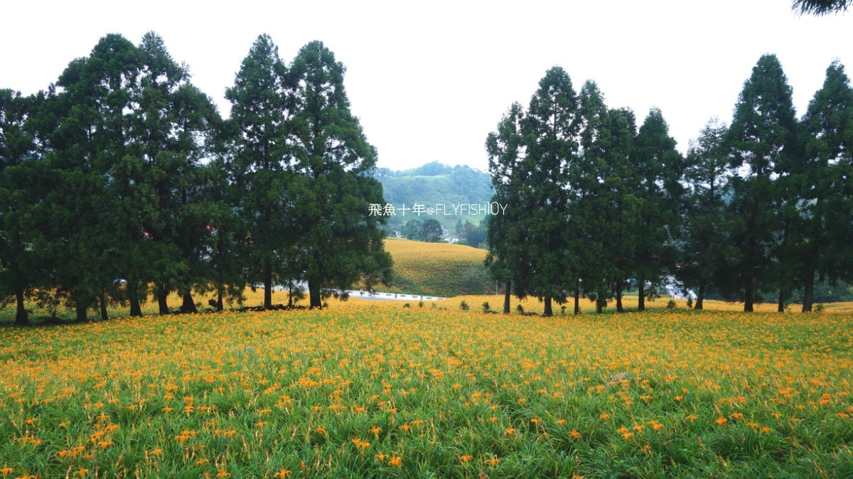 花蓮景點,花蓮玉里,花蓮金針山,花蓮金針花季(與一億朵金針花海相遇在花蓮赤科山‧六十石山),玉里景點,玉里金針花,玉里赤柯山,赤柯山,玉里推薦美食,玉里景點推薦,玉里金針石龜,赤柯山步道,赤柯山石龜,飛魚女孩,玉里金針花況回報,赤柯山六十石山比較,赤柯山六十石山ptt,赤柯山2024,赤柯山一日遊,赤柯山交通管制2024,赤柯山景點,赤柯山在哪裡,赤柯山住宿,赤柯山交通管制,赤科山即時影像,赤科山路況,赤科山2024