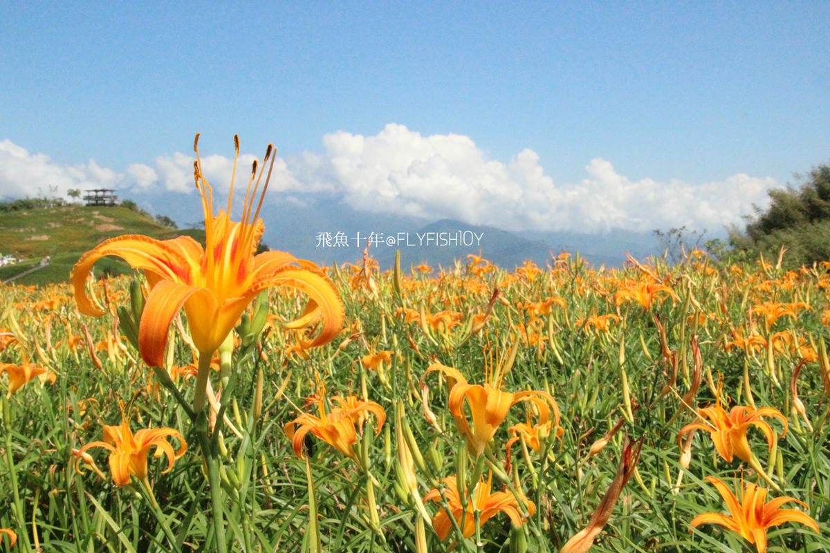 花蓮景點,金針花季,富里景點,玉里景點,花蓮金針花,花東縱谷景點,花東縱谷國家風景區,花東公路景點,台灣小瑞士,富里金針山,60石山,花蓮富里美食,花蓮富里景點,富里景點美食,富里花海景觀區,富里一日遊,六十石山,富里花海,富里金針花,富里交通,玉里金針花,赤柯山金針,玉里赤柯山,花蓮赤柯山,花蓮金針花季,赤柯山怎麼去,60石山怎麼去,六十石山怎麼去
