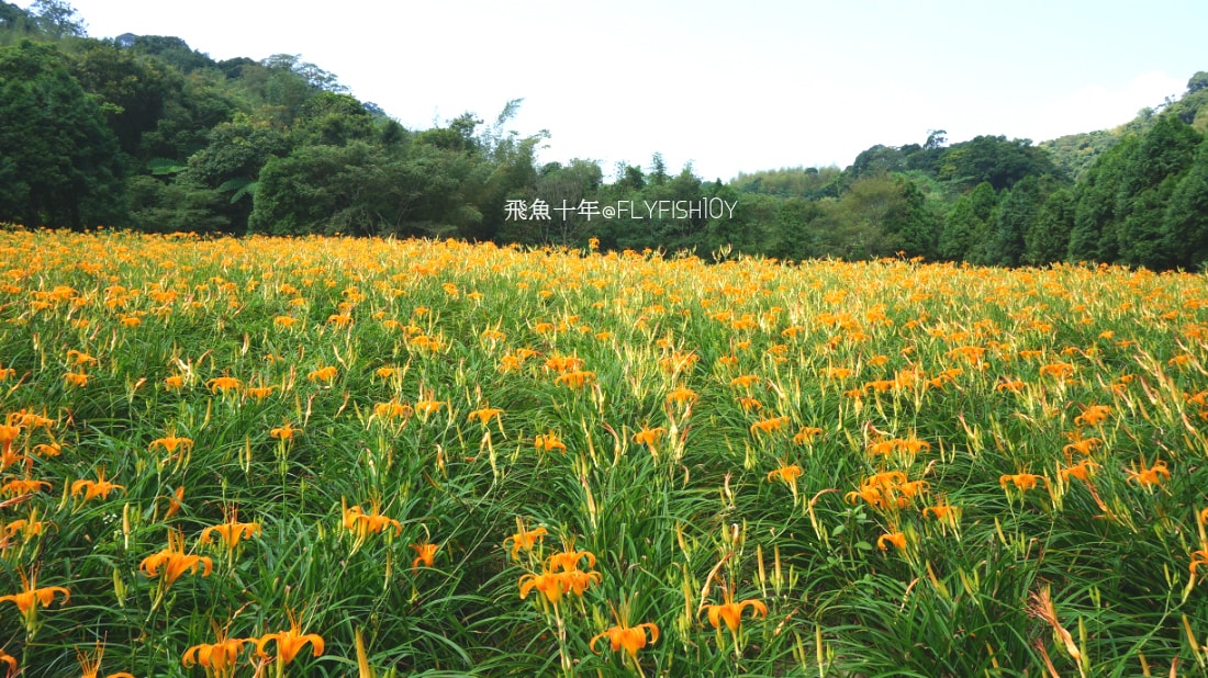 花蓮景點,花蓮玉里,花蓮金針山,花蓮金針花季(與一億朵金針花海相遇在花蓮赤科山‧六十石山),玉里景點,玉里金針花,玉里赤柯山,赤柯山,玉里推薦美食,玉里景點推薦,玉里金針石龜,赤柯山步道,赤柯山石龜,飛魚女孩,玉里金針花況回報,赤柯山六十石山比較,赤柯山六十石山ptt,赤柯山2024,赤柯山一日遊,赤柯山交通管制2024,赤柯山景點,赤柯山在哪裡,赤柯山住宿,赤柯山交通管制,赤科山即時影像,赤科山路況,赤科山2024