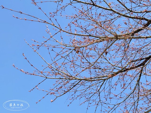 飛魚女孩,韓國自由行,首爾景點地圖,跟著飛魚玩韓國,光化門廣場交通,光化門事件,光化門廣場 美食,光化門雕像,光化門 景點,光化門站韓文,光化門地鐵站,景福宮站,鍾路 三街 地鐵,光化門 景福宮,景福宮開放時間2024,景福宮交接2024,景福宮 光化門,景福宮韓文,景福宮韓服推薦dcard,景福宮門票價格,世宗村飲食文化街,益善洞 dcard,益善洞逛街地圖,韓國shake shack,shake shack韓國,韓國shake shack推薦,首爾六天五夜,首爾六天五夜行程,首爾6天5夜,首爾 shake shack,韓國首爾秘境dcard