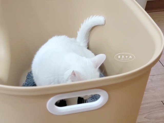 acepet,愛思沛,Extra large cat litter box,ACEPET寵愛聚寶盆,貓砂盆推薦,貓砂盆推薦dcard,貓砂盆推薦ptt,大型貓砂盆推薦,超大貓砂盆ptt,貓砂盆太小會怎樣,貓砂盆應該要多大,哪一種貓砂盆比較好用,貓砂盆大小ptt,貓砂盆多大?,寵愛聚寶盆,大型貓砂盆推薦ptt,推薦十大雙層貓砂盆人氣排行榜,韓國超大貓砂盆,貓砂盆放哪裡dcard,貓砂盆挑選