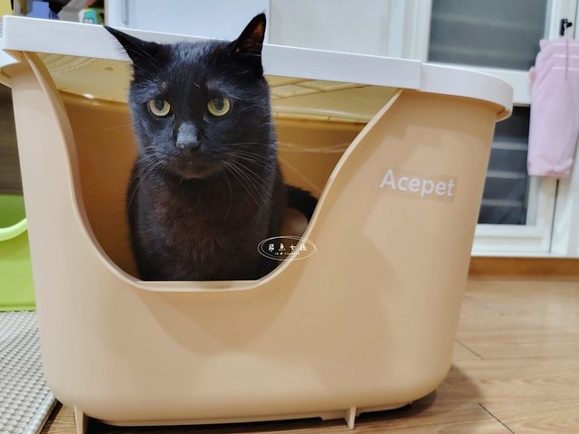 acepet,愛思沛,Extra large cat litter box,ACEPET寵愛聚寶盆,貓砂盆推薦,貓砂盆推薦dcard,貓砂盆推薦ptt,大型貓砂盆推薦,超大貓砂盆ptt,貓砂盆太小會怎樣,貓砂盆應該要多大,哪一種貓砂盆比較好用,貓砂盆大小ptt,貓砂盆多大?,寵愛聚寶盆,大型貓砂盆推薦ptt,推薦十大雙層貓砂盆人氣排行榜,韓國超大貓砂盆,貓砂盆放哪裡dcard,貓砂盆挑選