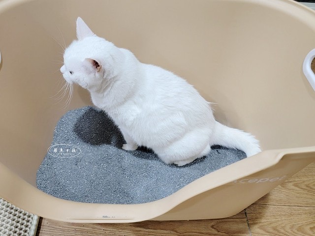 acepet,愛思沛,Extra large cat litter box,ACEPET寵愛聚寶盆,貓砂盆推薦,貓砂盆推薦dcard,貓砂盆推薦ptt,大型貓砂盆推薦,超大貓砂盆ptt,貓砂盆太小會怎樣,貓砂盆應該要多大,哪一種貓砂盆比較好用,貓砂盆大小ptt,貓砂盆多大?,寵愛聚寶盆,大型貓砂盆推薦ptt,推薦十大雙層貓砂盆人氣排行榜,韓國超大貓砂盆,貓砂盆放哪裡dcard,貓砂盆挑選