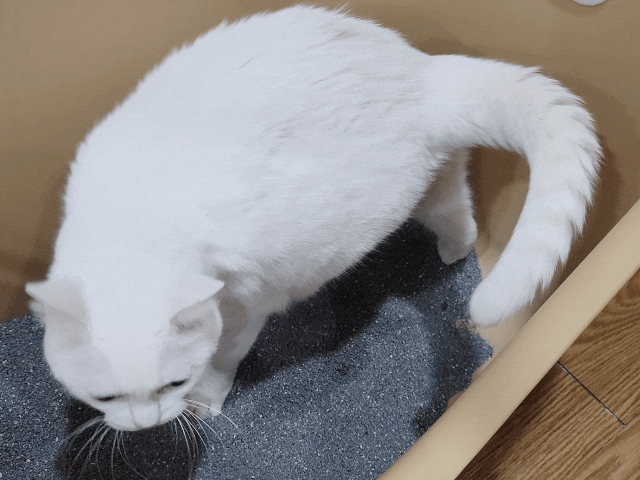 acepet,愛思沛,Extra large cat litter box,ACEPET寵愛聚寶盆,貓砂盆推薦,貓砂盆推薦dcard,貓砂盆推薦ptt,大型貓砂盆推薦,超大貓砂盆ptt,貓砂盆太小會怎樣,貓砂盆應該要多大,哪一種貓砂盆比較好用,貓砂盆大小ptt,貓砂盆多大?,寵愛聚寶盆,大型貓砂盆推薦ptt,推薦十大雙層貓砂盆人氣排行榜,韓國超大貓砂盆,貓砂盆放哪裡dcard,貓砂盆挑選