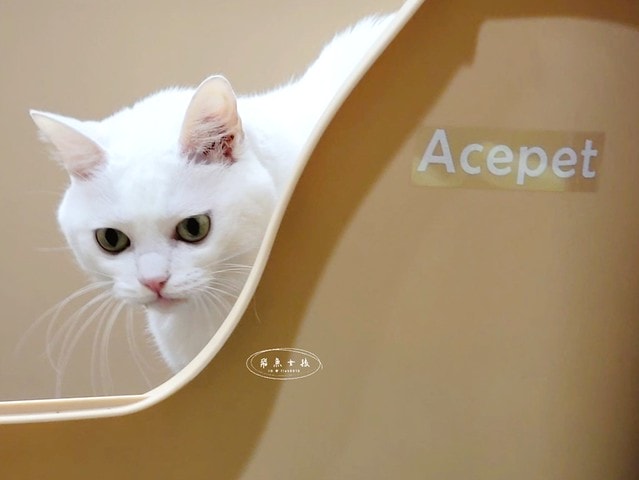 acepet,愛思沛,Extra large cat litter box,ACEPET寵愛聚寶盆,貓砂盆推薦,貓砂盆推薦dcard,貓砂盆推薦ptt,大型貓砂盆推薦,超大貓砂盆ptt,貓砂盆太小會怎樣,貓砂盆應該要多大,哪一種貓砂盆比較好用,貓砂盆大小ptt,貓砂盆多大?,寵愛聚寶盆,大型貓砂盆推薦ptt,推薦十大雙層貓砂盆人氣排行榜,韓國超大貓砂盆,貓砂盆放哪裡dcard,貓砂盆挑選