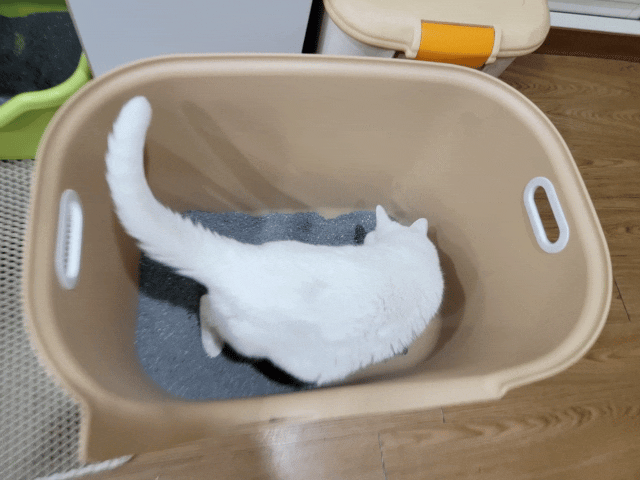 acepet,愛思沛,Extra large cat litter box,ACEPET寵愛聚寶盆,貓砂盆推薦,貓砂盆推薦dcard,貓砂盆推薦ptt,大型貓砂盆推薦,超大貓砂盆ptt,貓砂盆太小會怎樣,貓砂盆應該要多大,哪一種貓砂盆比較好用,貓砂盆大小ptt,貓砂盆多大?,寵愛聚寶盆,大型貓砂盆推薦ptt,推薦十大雙層貓砂盆人氣排行榜,韓國超大貓砂盆,貓砂盆放哪裡dcard,貓砂盆挑選