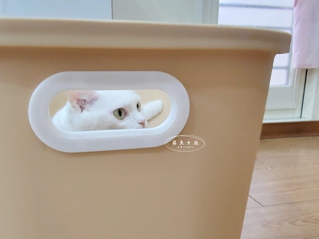 acepet,愛思沛,Extra large cat litter box,ACEPET寵愛聚寶盆,貓砂盆推薦,貓砂盆推薦dcard,貓砂盆推薦ptt,大型貓砂盆推薦,超大貓砂盆ptt,貓砂盆太小會怎樣,貓砂盆應該要多大,哪一種貓砂盆比較好用,貓砂盆大小ptt,貓砂盆多大?,寵愛聚寶盆,大型貓砂盆推薦ptt,推薦十大雙層貓砂盆人氣排行榜,韓國超大貓砂盆,貓砂盆放哪裡dcard,貓砂盆挑選