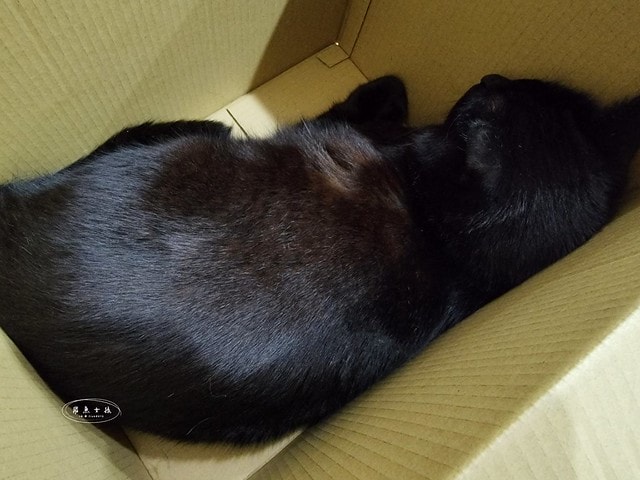 ParkCat無敵純魚油,ParkCat 85%無敵純·專利萃取魚油,parkcat魚油,parkcat魚油ptt,parkcat魚油dcard,貓咪魚油推薦dcard,貓咪魚油推薦ptt,貓咪魚油推薦,貓咪魚油dcard,貓咪魚油怎麼餵,貓魚油功效#,85%高濃度,ParkCat,無敵純,85%rTG高純度,專利魚油,寵物魚油推薦,貓魚油,寵物界小棕瓶,寵物魚油推薦ptt,寵物魚油功效,寵物魚油推薦ptt,寵物魚油推薦dcard,貓魚油多久吃一次,貓樂園 魚油,parkcat魚油評價,parkcat魚油dcard,parkcat魚油dcard,貓樂園dcard,貓樂園 無敵罐,貓樂園活性碳ptt,貓樂園魚油,新鮮好喵招ptt