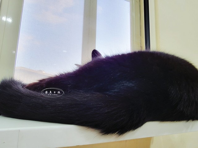 ParkCat無敵純魚油,ParkCat 85%無敵純·專利萃取魚油,parkcat魚油,parkcat魚油ptt,parkcat魚油dcard,貓咪魚油推薦dcard,貓咪魚油推薦ptt,貓咪魚油推薦,貓咪魚油dcard,貓咪魚油怎麼餵,貓魚油功效#,85%高濃度,ParkCat,無敵純,85%rTG高純度,專利魚油,寵物魚油推薦,貓魚油,寵物界小棕瓶,寵物魚油推薦ptt,寵物魚油功效,寵物魚油推薦ptt,寵物魚油推薦dcard,貓魚油多久吃一次,貓樂園 魚油,parkcat魚油評價,parkcat魚油dcard,parkcat魚油dcard,貓樂園dcard,貓樂園 無敵罐,貓樂園活性碳ptt,貓樂園魚油,新鮮好喵招ptt