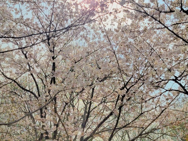 飛魚女孩,跟著飛魚玩韓國,首爾林,首爾林逛街,首爾林站,首爾林櫻花,首爾林公園,首爾林韓文,首爾林梅花鹿,首爾林地圖,首爾林站 幾 號線,首爾林聖水洞,首爾林咖啡街,聖水洞逛街地圖,首爾地鐵2號線地圖,首爾林 冬天,弘大到聖水洞要多久,首爾林景點,首爾林地鐵,首爾櫻花,首爾櫻花時間,首爾櫻花現況,首爾櫻花季,首爾櫻花 PTT,首爾櫻花2024,2024首爾櫻花預測,韓國櫻花花期,2025首爾櫻花預測,韓國首爾櫻花幾月,2024韓國櫻花開了嗎,櫻花滿開後多久凋謝,櫻花 滿開 撐幾天,韓國櫻花季,韓國櫻花預測2025,韓國櫻花預測2024,韓國櫻花預測,韓國櫻花花期,韓國櫻花首爾,首爾賞櫻景點推薦