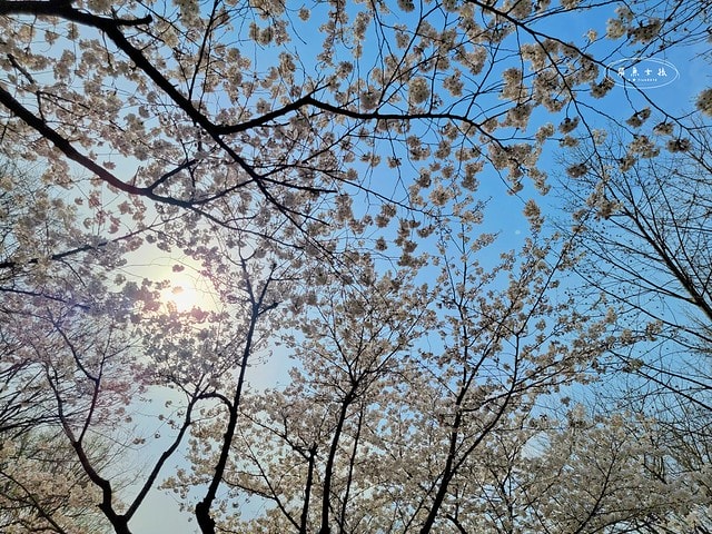 飛魚女孩,跟著飛魚玩韓國,首爾林,首爾林逛街,首爾林站,首爾林櫻花,首爾林公園,首爾林韓文,首爾林梅花鹿,首爾林地圖,首爾林站 幾 號線,首爾林聖水洞,首爾林咖啡街,聖水洞逛街地圖,首爾地鐵2號線地圖,首爾林 冬天,弘大到聖水洞要多久,首爾林景點,首爾林地鐵,首爾櫻花,首爾櫻花時間,首爾櫻花現況,首爾櫻花季,首爾櫻花 PTT,首爾櫻花2024,2024首爾櫻花預測,韓國櫻花花期,2025首爾櫻花預測,韓國首爾櫻花幾月,2024韓國櫻花開了嗎,櫻花滿開後多久凋謝,櫻花 滿開 撐幾天,韓國櫻花季,韓國櫻花預測2025,韓國櫻花預測2024,韓國櫻花預測,韓國櫻花花期,韓國櫻花首爾,首爾賞櫻景點推薦