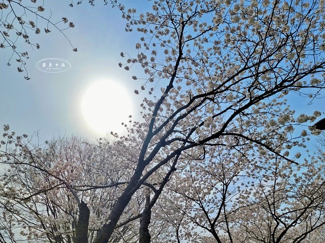 飛魚女孩,跟著飛魚玩韓國,首爾林,首爾林逛街,首爾林站,首爾林櫻花,首爾林公園,首爾林韓文,首爾林梅花鹿,首爾林地圖,首爾林站 幾 號線,首爾林聖水洞,首爾林咖啡街,聖水洞逛街地圖,首爾地鐵2號線地圖,首爾林 冬天,弘大到聖水洞要多久,首爾林景點,首爾林地鐵,首爾櫻花,首爾櫻花時間,首爾櫻花現況,首爾櫻花季,首爾櫻花 PTT,首爾櫻花2024,2024首爾櫻花預測,韓國櫻花花期,2025首爾櫻花預測,韓國首爾櫻花幾月,2024韓國櫻花開了嗎,櫻花滿開後多久凋謝,櫻花 滿開 撐幾天,韓國櫻花季,韓國櫻花預測2025,韓國櫻花預測2024,韓國櫻花預測,韓國櫻花花期,韓國櫻花首爾,首爾賞櫻景點推薦