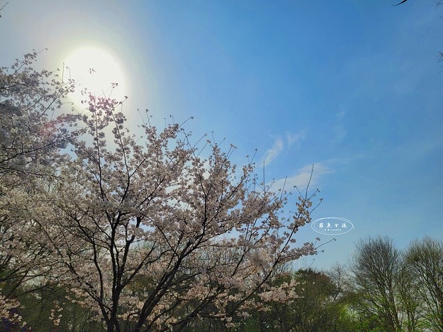 飛魚女孩,跟著飛魚玩韓國,首爾林,首爾林逛街,首爾林站,首爾林櫻花,首爾林公園,首爾林韓文,首爾林梅花鹿,首爾林地圖,首爾林站 幾 號線,首爾林聖水洞,首爾林咖啡街,聖水洞逛街地圖,首爾地鐵2號線地圖,首爾林 冬天,弘大到聖水洞要多久,首爾林景點,首爾林地鐵,首爾櫻花,首爾櫻花時間,首爾櫻花現況,首爾櫻花季,首爾櫻花 PTT,首爾櫻花2024,2024首爾櫻花預測,韓國櫻花花期,2025首爾櫻花預測,韓國首爾櫻花幾月,2024韓國櫻花開了嗎,櫻花滿開後多久凋謝,櫻花 滿開 撐幾天,韓國櫻花季,韓國櫻花預測2025,韓國櫻花預測2024,韓國櫻花預測,韓國櫻花花期,韓國櫻花首爾,首爾賞櫻景點推薦