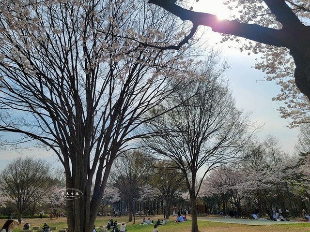 飛魚女孩,跟著飛魚玩韓國,首爾林,首爾林逛街,首爾林站,首爾林櫻花,首爾林公園,首爾林韓文,首爾林梅花鹿,首爾林地圖,首爾林站 幾 號線,首爾林聖水洞,首爾林咖啡街,聖水洞逛街地圖,首爾地鐵2號線地圖,首爾林 冬天,弘大到聖水洞要多久,首爾林景點,首爾林地鐵,首爾櫻花,首爾櫻花時間,首爾櫻花現況,首爾櫻花季,首爾櫻花 PTT,首爾櫻花2024,2024首爾櫻花預測,韓國櫻花花期,2025首爾櫻花預測,韓國首爾櫻花幾月,2024韓國櫻花開了嗎,櫻花滿開後多久凋謝,櫻花 滿開 撐幾天,韓國櫻花季,韓國櫻花預測2025,韓國櫻花預測2024,韓國櫻花預測,韓國櫻花花期,韓國櫻花首爾,首爾賞櫻景點推薦