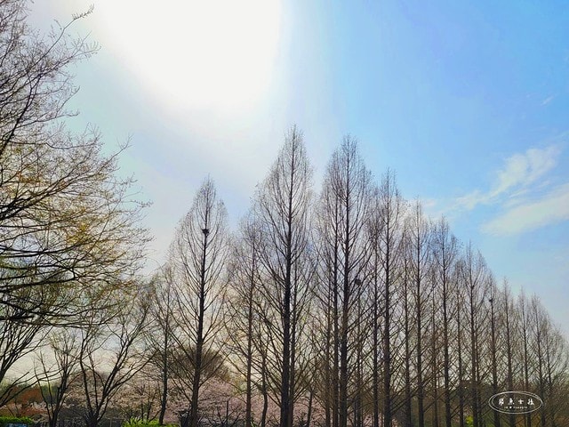 飛魚女孩,跟著飛魚玩韓國,首爾林,首爾林逛街,首爾林站,首爾林櫻花,首爾林公園,首爾林韓文,首爾林梅花鹿,首爾林地圖,首爾林站 幾 號線,首爾林聖水洞,首爾林咖啡街,聖水洞逛街地圖,首爾地鐵2號線地圖,首爾林 冬天,弘大到聖水洞要多久,首爾林景點,首爾林地鐵,首爾櫻花,首爾櫻花時間,首爾櫻花現況,首爾櫻花季,首爾櫻花 PTT,首爾櫻花2024,2024首爾櫻花預測,韓國櫻花花期,2025首爾櫻花預測,韓國首爾櫻花幾月,2024韓國櫻花開了嗎,櫻花滿開後多久凋謝,櫻花 滿開 撐幾天,韓國櫻花季,韓國櫻花預測2025,韓國櫻花預測2024,韓國櫻花預測,韓國櫻花花期,韓國櫻花首爾,首爾賞櫻景點推薦