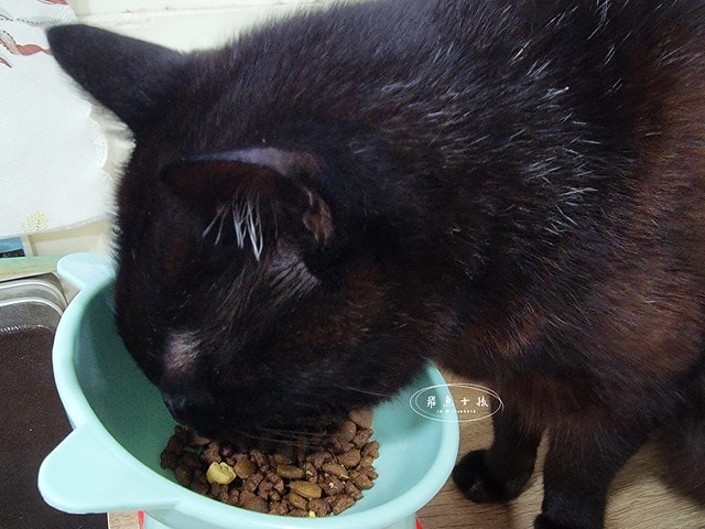 毛孩時代.寵物魚油.頂級魚油.市售最高.95%濃度.100%保護.獸醫推薦.寵物健康.無腥味.寵物保健.毛孩時代Petstimes.毛孩時代評價.毛孩時代魚油ptt.毛孩時代魚油評價.毛孩時代魚油.毛孩時代 95%頂級深海魚油.毛孩時代魚油dcard.寵物魚油推薦.寵物魚油dcard.寵物魚油推薦ptt.熟齡貓保養,老貓保健食品dcard,老貓保健食品ptt,貓咪保健食品dcard,老貓關節保養,老狗保健食品dcard,貓咪保養品推薦,貓咪保健食品怎麼吃,幼貓保健食品dcard,貓魚油dcard,貓魚油多久吃一次,貓魚油多久吃一次dcard,貓咪吃魚油 Dcard,貓魚油ptt,寵物魚油功效 毛孩時代.寵物魚油.頂級魚油.市售最高.95%濃度.100%保護.獸醫推薦.寵物健康.無腥味.寵物保健.毛孩時代Petstimes.毛孩時代評價.毛孩時代魚油ptt.毛孩時代魚油評價.毛孩時代魚油.毛孩時代 95%頂級深海魚油.毛孩時代魚油dcard.寵物魚油推薦.寵物魚油dcard.寵物魚油推薦ptt.熟齡貓保養,老貓保健食品dcard,老貓保健食品ptt,貓咪保健食品dcard,老貓關節保養,老狗保健食品dcard,貓咪保養品推薦,貓咪保健食品怎麼吃,幼貓保健食品dcard,貓魚油dcard,貓魚油多久吃一次,貓魚油多久吃一次dcard,貓咪吃魚油 Dcard,貓魚油ptt,寵物魚油功效