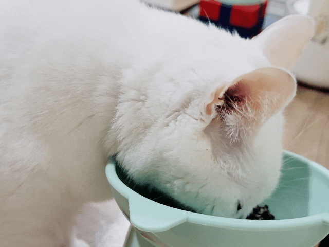 毛孩時代.寵物魚油.頂級魚油.市售最高.95%濃度.100%保護.獸醫推薦.寵物健康.無腥味.寵物保健.毛孩時代Petstimes.毛孩時代評價.毛孩時代魚油ptt.毛孩時代魚油評價.毛孩時代魚油.毛孩時代 95%頂級深海魚油.毛孩時代魚油dcard.寵物魚油推薦.寵物魚油dcard.寵物魚油推薦ptt.熟齡貓保養,老貓保健食品dcard,老貓保健食品ptt,貓咪保健食品dcard,老貓關節保養,老狗保健食品dcard,貓咪保養品推薦,貓咪保健食品怎麼吃,幼貓保健食品dcard,貓魚油dcard,貓魚油多久吃一次,貓魚油多久吃一次dcard,貓咪吃魚油 Dcard,貓魚油ptt,寵物魚油功效 毛孩時代.寵物魚油.頂級魚油.市售最高.95%濃度.100%保護.獸醫推薦.寵物健康.無腥味.寵物保健.毛孩時代Petstimes.毛孩時代評價.毛孩時代魚油ptt.毛孩時代魚油評價.毛孩時代魚油.毛孩時代 95%頂級深海魚油.毛孩時代魚油dcard.寵物魚油推薦.寵物魚油dcard.寵物魚油推薦ptt.熟齡貓保養,老貓保健食品dcard,老貓保健食品ptt,貓咪保健食品dcard,老貓關節保養,老狗保健食品dcard,貓咪保養品推薦,貓咪保健食品怎麼吃,幼貓保健食品dcard,貓魚油dcard,貓魚油多久吃一次,貓魚油多久吃一次dcard,貓咪吃魚油 Dcard,貓魚油ptt,寵物魚油功效