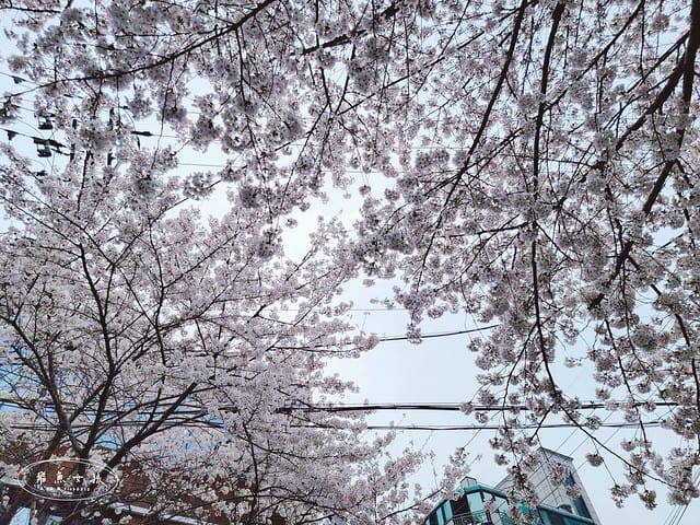 合井櫻花巷,首爾賞櫻,首爾賞櫻自由行,首爾櫻花,首爾櫻花季,首爾櫻花時間,首爾櫻花咖啡廳,韓國櫻花花期,首爾賞櫻景點,首爾櫻花景點,首爾賞櫻秘境,弘大櫻花,弘大景點,韓國櫻花預測,首爾賞櫻景點地圖,首爾賞櫻咖啡廳,2024首爾賞櫻景點推薦,首爾賞櫻景點推薦,首爾哪裡可以看櫻花,首爾櫻花預測,首爾六天五夜,首爾6天5夜,首爾6天5夜自由行,首爾六天五夜自由行,首爾6天5夜行程,