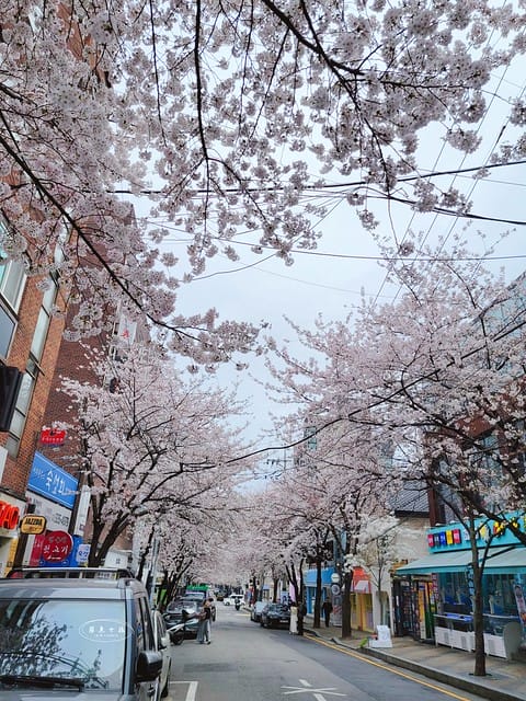 合井櫻花巷,首爾賞櫻,首爾賞櫻自由行,首爾櫻花,首爾櫻花季,首爾櫻花時間,首爾櫻花咖啡廳,韓國櫻花花期,首爾賞櫻景點,首爾櫻花景點,首爾賞櫻秘境,弘大櫻花,弘大景點,韓國櫻花預測,首爾賞櫻景點地圖,首爾賞櫻咖啡廳,2024首爾賞櫻景點推薦,首爾賞櫻景點推薦,首爾哪裡可以看櫻花,首爾櫻花預測,首爾六天五夜,首爾6天5夜,首爾6天5夜自由行,首爾六天五夜自由行,首爾6天5夜行程,