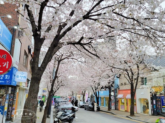 合井櫻花巷,首爾賞櫻,首爾賞櫻自由行,首爾櫻花,首爾櫻花季,首爾櫻花時間,首爾櫻花咖啡廳,韓國櫻花花期,首爾賞櫻景點,首爾櫻花景點,首爾賞櫻秘境,弘大櫻花,弘大景點,韓國櫻花預測,首爾賞櫻景點地圖,首爾賞櫻咖啡廳,2024首爾賞櫻景點推薦,首爾賞櫻景點推薦,首爾哪裡可以看櫻花,首爾櫻花預測,首爾六天五夜,首爾6天5夜,首爾6天5夜自由行,首爾六天五夜自由行,首爾6天5夜行程,