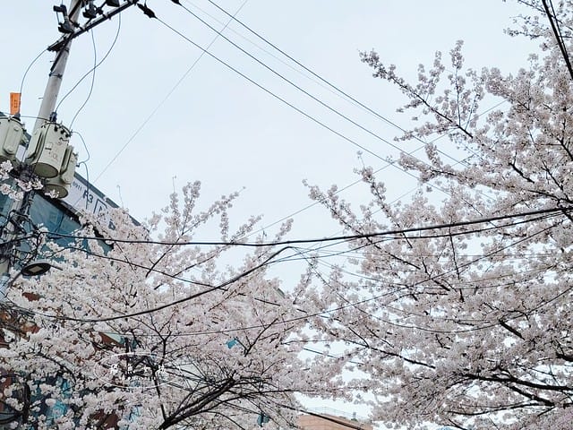 合井櫻花巷,首爾賞櫻,首爾賞櫻自由行,首爾櫻花,首爾櫻花季,首爾櫻花時間,首爾櫻花咖啡廳,韓國櫻花花期,首爾賞櫻景點,首爾櫻花景點,首爾賞櫻秘境,弘大櫻花,弘大景點,韓國櫻花預測,首爾賞櫻景點地圖,首爾賞櫻咖啡廳,2024首爾賞櫻景點推薦,首爾賞櫻景點推薦,首爾哪裡可以看櫻花,首爾櫻花預測,首爾六天五夜,首爾6天5夜,首爾6天5夜自由行,首爾六天五夜自由行,首爾6天5夜行程,