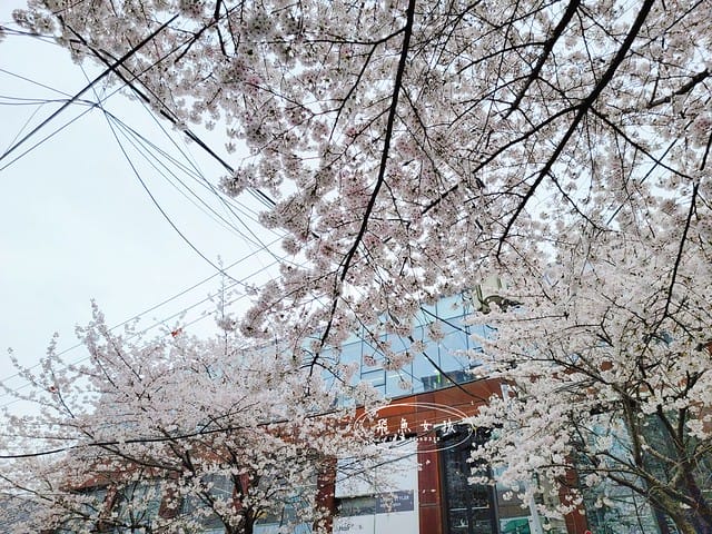 合井櫻花巷,首爾賞櫻,首爾賞櫻自由行,首爾櫻花,首爾櫻花季,首爾櫻花時間,首爾櫻花咖啡廳,韓國櫻花花期,首爾賞櫻景點,首爾櫻花景點,首爾賞櫻秘境,弘大櫻花,弘大景點,韓國櫻花預測,首爾賞櫻景點地圖,首爾賞櫻咖啡廳,2024首爾賞櫻景點推薦,首爾賞櫻景點推薦,首爾哪裡可以看櫻花,首爾櫻花預測,首爾六天五夜,首爾6天5夜,首爾6天5夜自由行,首爾六天五夜自由行,首爾6天5夜行程,