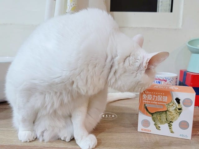 可蒂毛毛評價,貓咪3護型免疫營養品評價,貓咪免疫力保健心得,貓提升免疫好物分享,貓咪愛吃保健品開箱,貓常備保健品分享,貓增強免疫力產品開箱,貓改善體質好物分享,貓營養保健品開箱,貓換季保養品分享,貓咪抵抗力差怎麼辦,貓咪增強抵抗力產品心得,貓免疫營養粉開箱,排毛粉推薦,貓咪免疫力提升dcard,貓咪免疫力提升ptt,貓咪益生菌dcard,如何 增加貓咪免疫力,可蒂毛毛,貓用3護型免疫營養品,貓咪排毛粉推薦,貓咪化毛粉推薦 可蒂毛毛評價,貓咪3護型免疫營養品評價,貓咪免疫力保健心得,貓提升免疫好物分享,貓咪愛吃保健品開箱,貓常備保健品分享,貓增強免疫力產品開箱,貓改善體質好物分享,貓營養保健品開箱,貓換季保養品分享,貓咪抵抗力差怎麼辦,貓咪增強抵抗力產品心得,貓免疫營養粉開箱,排毛粉推薦,貓咪免疫力提升dcard,貓咪免疫力提升ptt,貓咪益生菌dcard,如何 增加貓咪免疫力,可蒂毛毛,貓用3護型免疫營養品,貓咪排毛粉推薦,貓咪化毛粉推薦