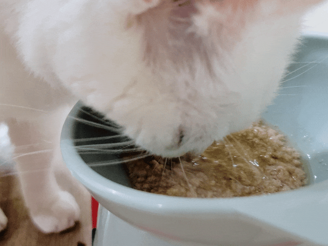 可蒂毛毛評價,貓咪3護型免疫營養品評價,貓咪免疫力保健心得,貓提升免疫好物分享,貓咪愛吃保健品開箱,貓常備保健品分享,貓增強免疫力產品開箱,貓改善體質好物分享,貓營養保健品開箱,貓換季保養品分享,貓咪抵抗力差怎麼辦,貓咪增強抵抗力產品心得,貓免疫營養粉開箱,排毛粉推薦,貓咪免疫力提升dcard,貓咪免疫力提升ptt,貓咪益生菌dcard,如何 增加貓咪免疫力,可蒂毛毛,貓用3護型免疫營養品,貓咪排毛粉推薦,貓咪化毛粉推薦 可蒂毛毛評價,貓咪3護型免疫營養品評價,貓咪免疫力保健心得,貓提升免疫好物分享,貓咪愛吃保健品開箱,貓常備保健品分享,貓增強免疫力產品開箱,貓改善體質好物分享,貓營養保健品開箱,貓換季保養品分享,貓咪抵抗力差怎麼辦,貓咪增強抵抗力產品心得,貓免疫營養粉開箱,排毛粉推薦,貓咪免疫力提升dcard,貓咪免疫力提升ptt,貓咪益生菌dcard,如何 增加貓咪免疫力,可蒂毛毛,貓用3護型免疫營養品,貓咪排毛粉推薦,貓咪化毛粉推薦