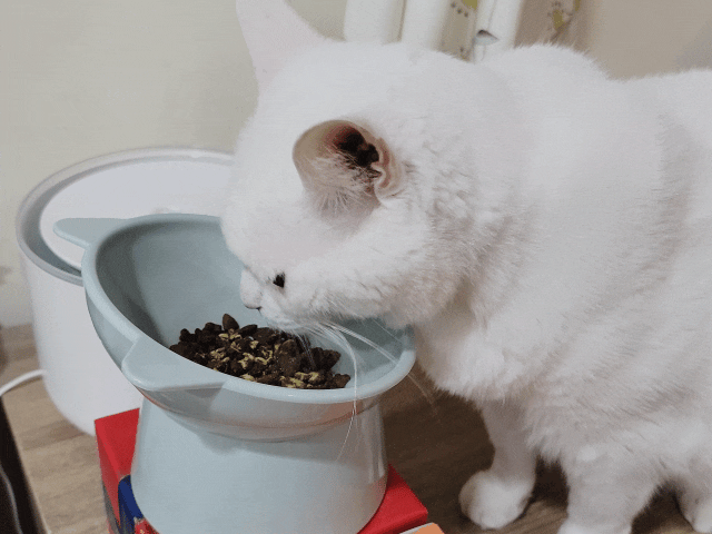 可蒂毛毛評價,貓咪3護型免疫營養品評價,貓咪免疫力保健心得,貓提升免疫好物分享,貓咪愛吃保健品開箱,貓常備保健品分享,貓增強免疫力產品開箱,貓改善體質好物分享,貓營養保健品開箱,貓換季保養品分享,貓咪抵抗力差怎麼辦,貓咪增強抵抗力產品心得,貓免疫營養粉開箱,排毛粉推薦,貓咪免疫力提升dcard,貓咪免疫力提升ptt,貓咪益生菌dcard,如何 增加貓咪免疫力,可蒂毛毛,貓用3護型免疫營養品,貓咪排毛粉推薦,貓咪化毛粉推薦 可蒂毛毛評價,貓咪3護型免疫營養品評價,貓咪免疫力保健心得,貓提升免疫好物分享,貓咪愛吃保健品開箱,貓常備保健品分享,貓增強免疫力產品開箱,貓改善體質好物分享,貓營養保健品開箱,貓換季保養品分享,貓咪抵抗力差怎麼辦,貓咪增強抵抗力產品心得,貓免疫營養粉開箱,排毛粉推薦,貓咪免疫力提升dcard,貓咪免疫力提升ptt,貓咪益生菌dcard,如何 增加貓咪免疫力,可蒂毛毛,貓用3護型免疫營養品,貓咪排毛粉推薦,貓咪化毛粉推薦